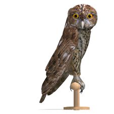 Tawny Owl Bird Royalty Free Stock Image