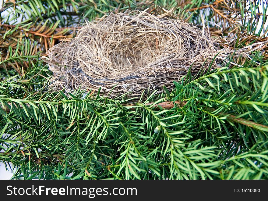 Birds nest of twigs and string on evergreen branch.