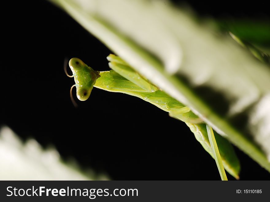 The young and small praying mantis likes to eat the insect with the leaf, will fight.