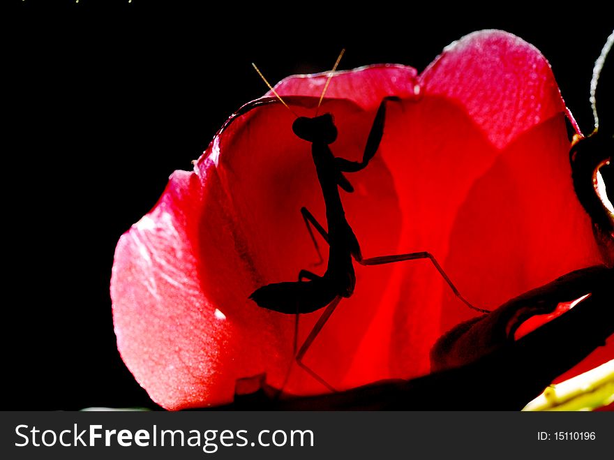 The young and small praying mantis likes to eat the insect with the leaf, will fight.