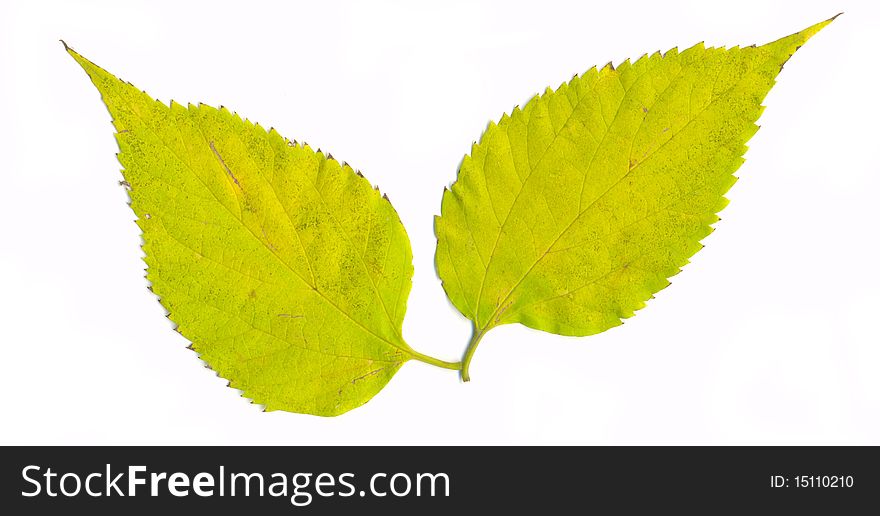 Isolated green leaves on white background