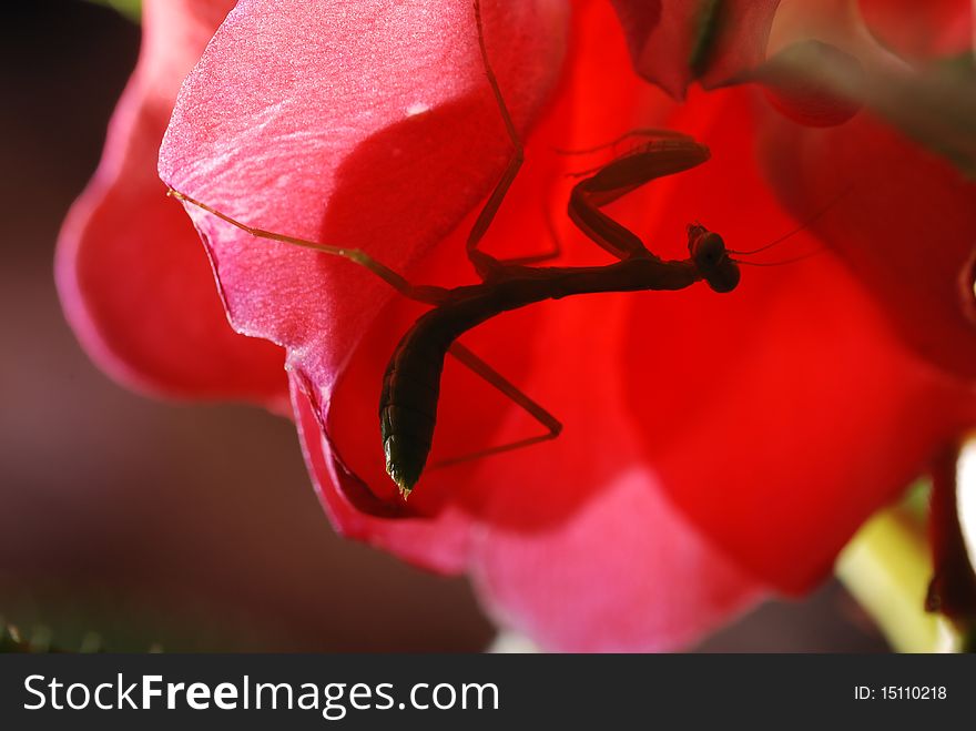 The young and small praying mantis likes to eat the insect with the leaf, will fight.