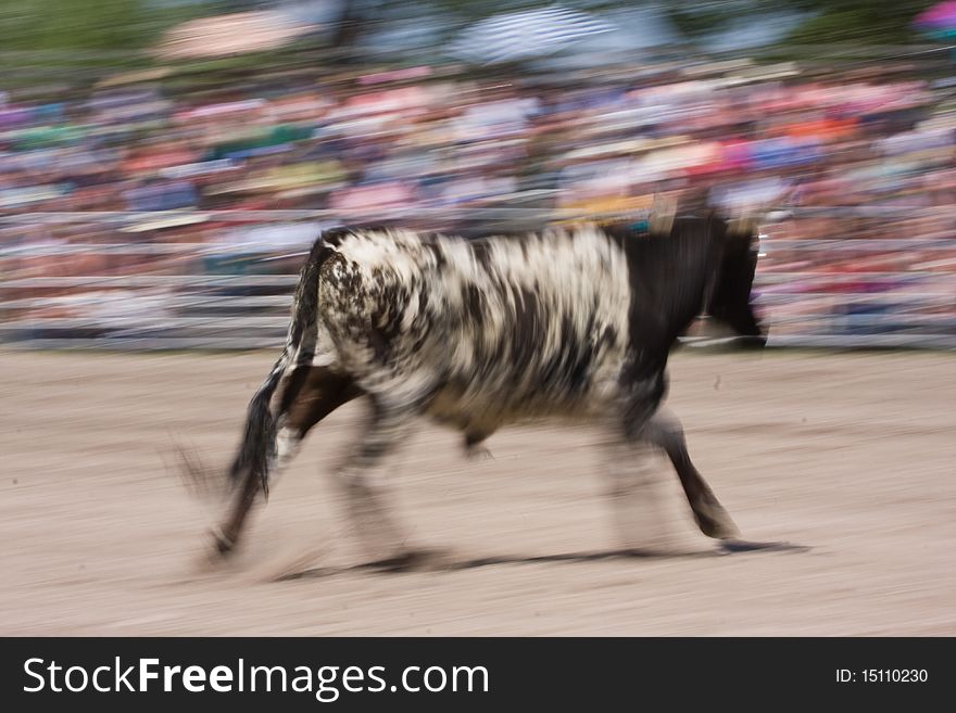Motion blur of a running calf at a rodeo