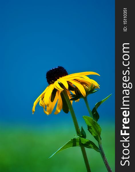 Black eyed Susan set against a blue and green background. Black eyed Susan set against a blue and green background.
