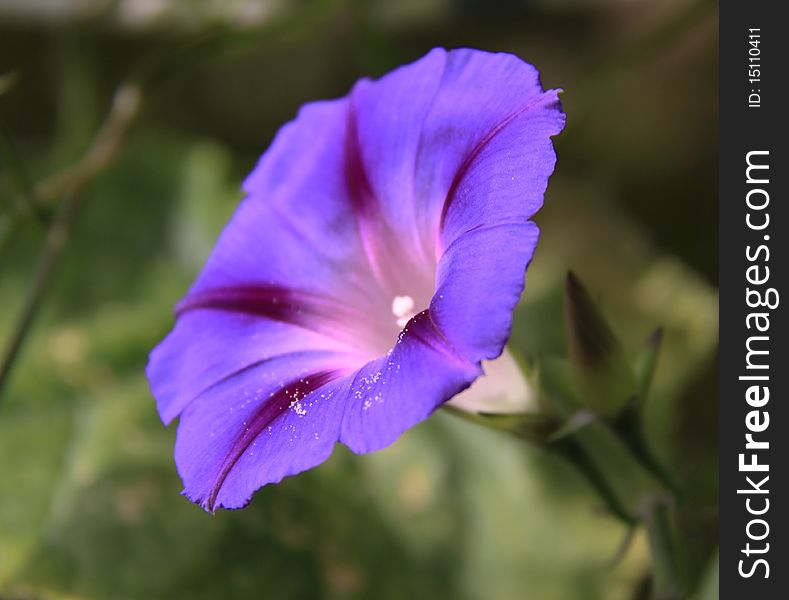 Purple flower in the early morning