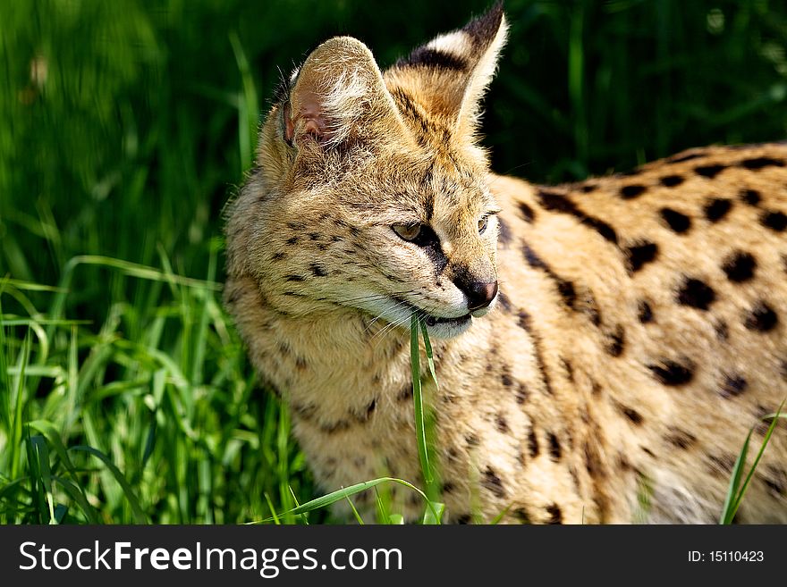 A portrait shot of a serval