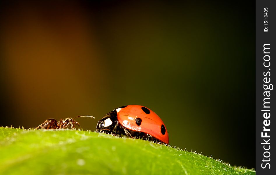 A standoff between an ant and a ladybird. A standoff between an ant and a ladybird