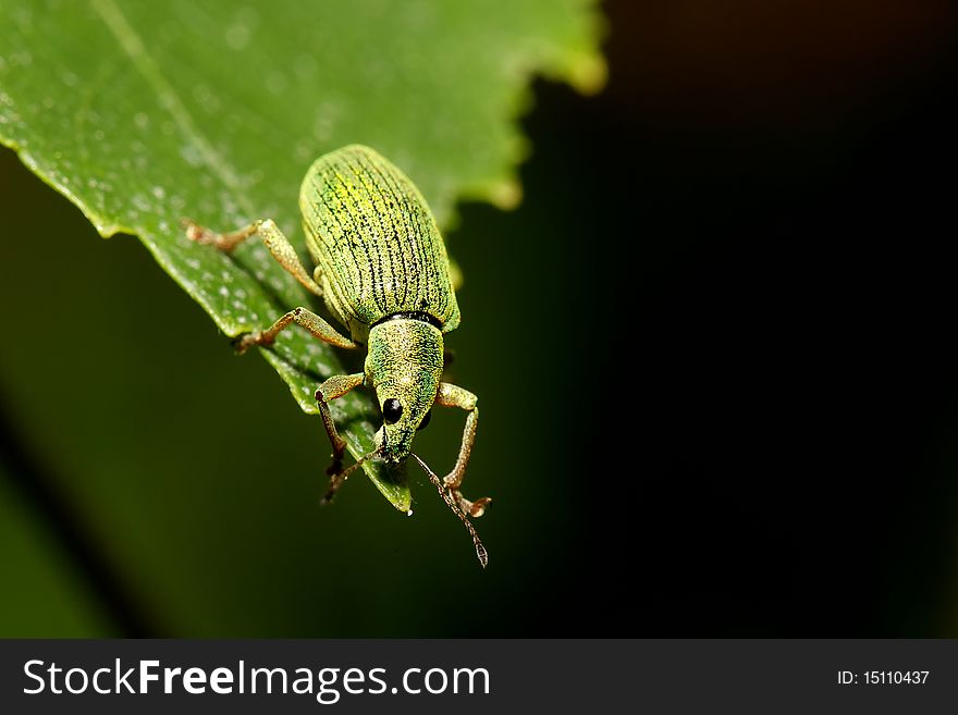 A close-up shot of a green weevil on a leaf