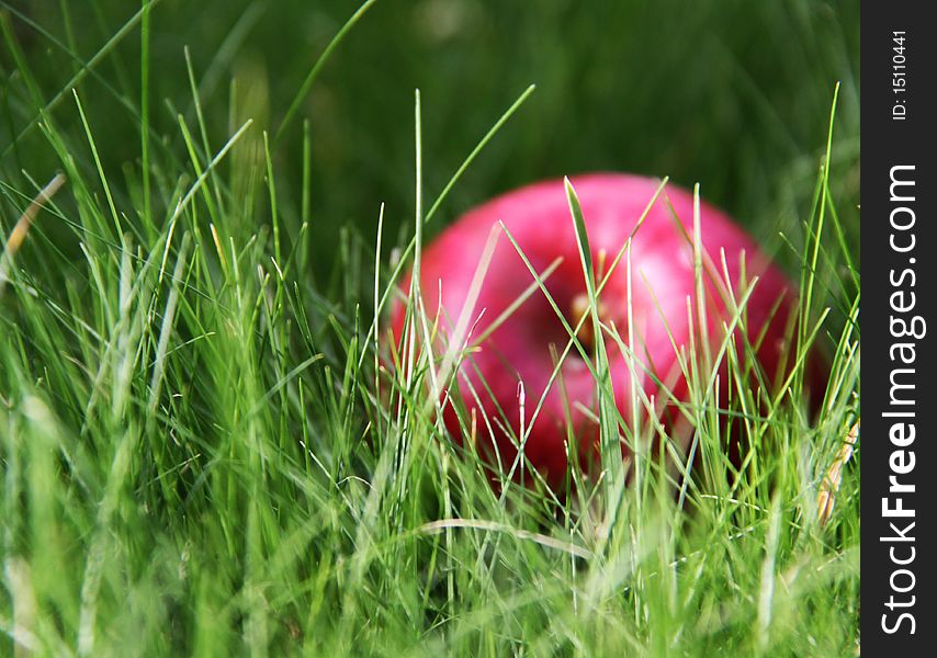 Apple in the green grass