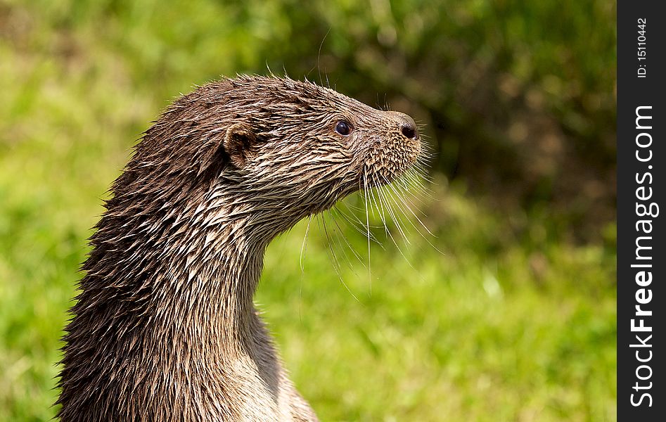 A portrait shot of a otter. A portrait shot of a otter