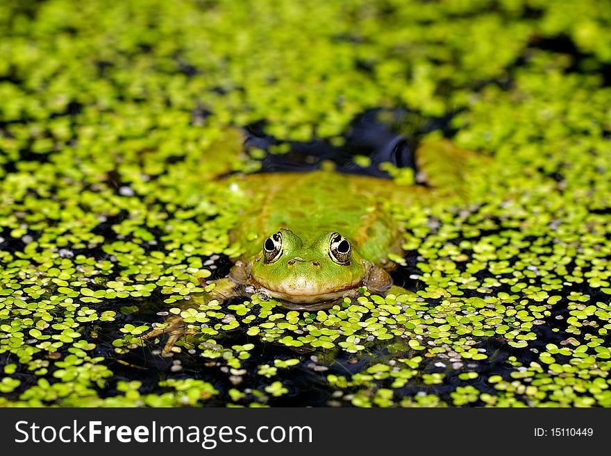 A marsh frog resting in a pond covered in duck-weed