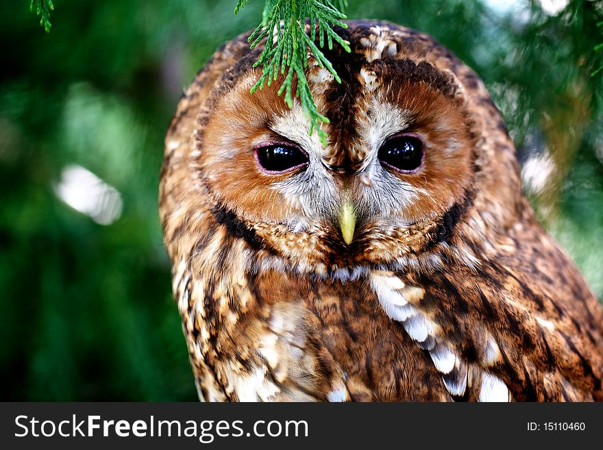 An adult tawny owl sitting in a pine tree. An adult tawny owl sitting in a pine tree