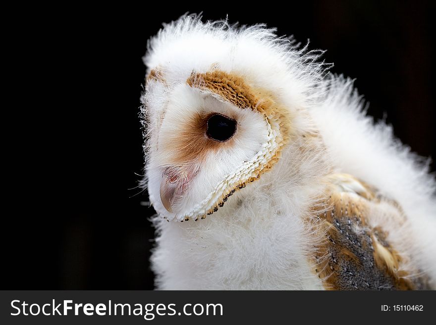 Young Barn Owl