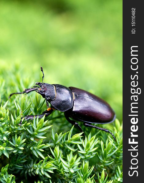 A very large female stag beetle on a plant
