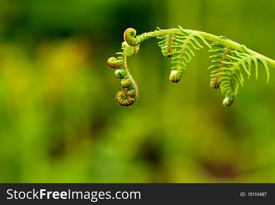 A young fern leaf in the spring. A young fern leaf in the spring