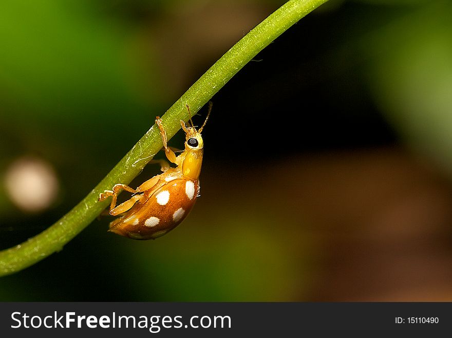 A small orange ladybird climbing up a plant