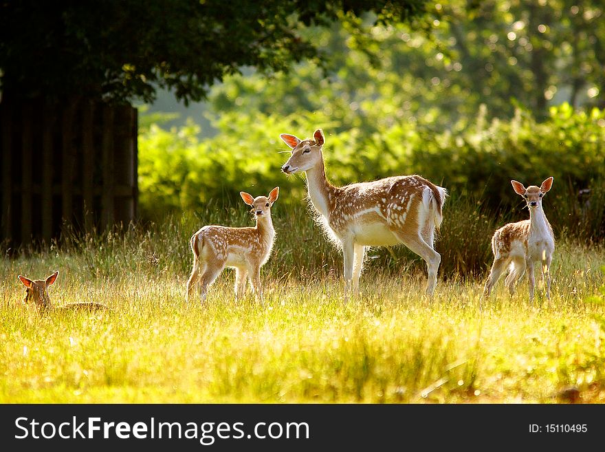 A female fallow hind looking after her young calfs. A female fallow hind looking after her young calfs