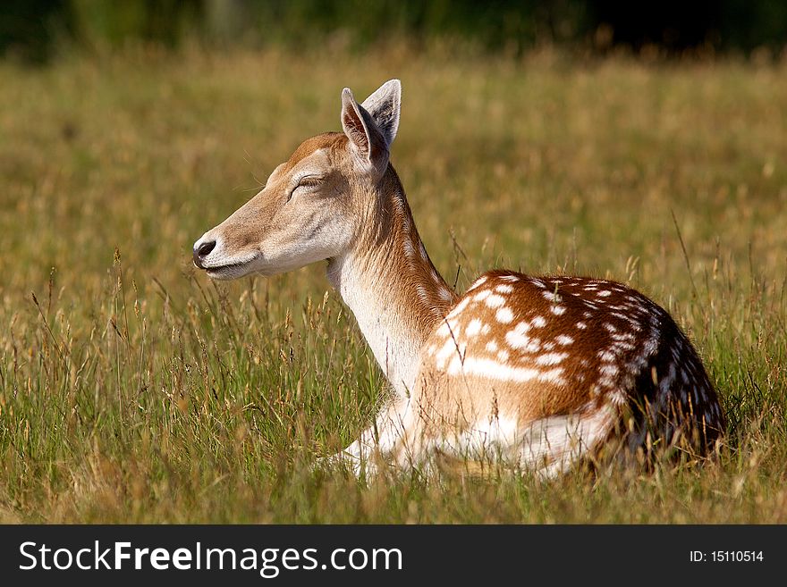A female fallow hind sleeping in a grassy meadow. A female fallow hind sleeping in a grassy meadow
