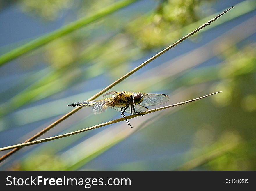 A female 4 spotted chaser dragonfly resting on a reed. A female 4 spotted chaser dragonfly resting on a reed