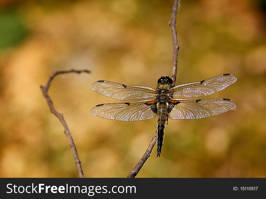 A four spotted chaser dragonfly resting on a branch over a pond