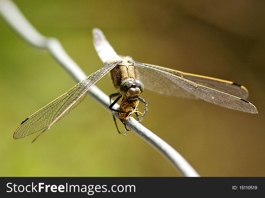 Broad bodied chaser dragonfly