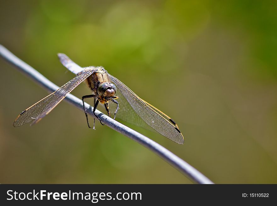 Broad bodied chaser dragonfly
