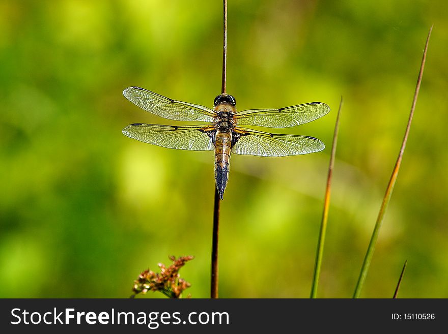 A four spotted chaser dragonfly resting on a reed over a pond