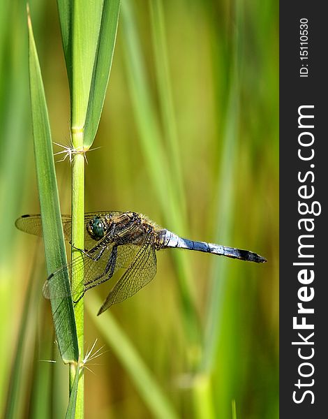 A broad bodied chaser dragonfly resting on a reed