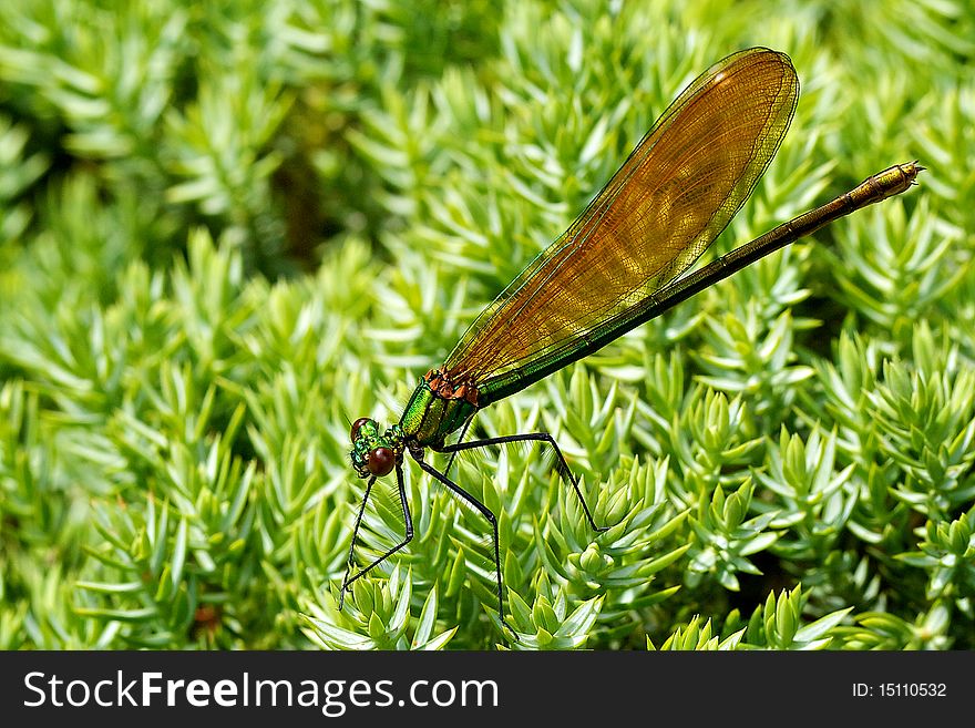 A shot of a beautiful damselfly resting on a plant