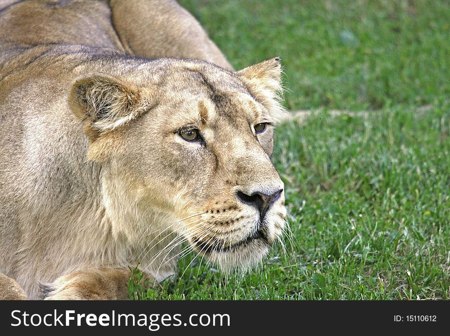 Detai of lioness head hunting