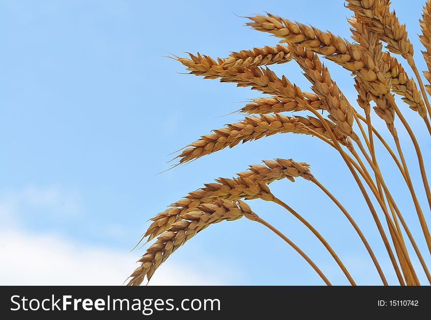 Wheat heads against blue sky. Wheat heads against blue sky