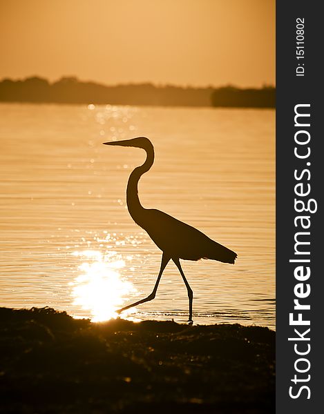 Great Blue Heron silhouette during sunrise at Fort Desoto Park. Great Blue Heron silhouette during sunrise at Fort Desoto Park.