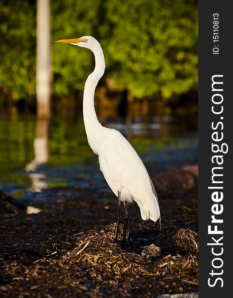 Great Egret near Fort Desoto Park.