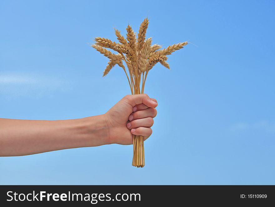 Wheat In The Hand