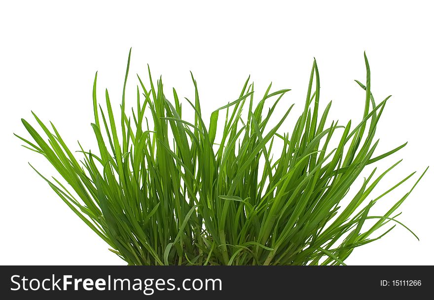 Green Grass  Bush