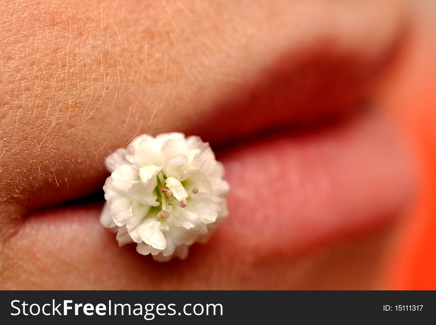 Girls lips holding small white flower - kiss of a beaty in scales of red colour. Girls lips holding small white flower - kiss of a beaty in scales of red colour