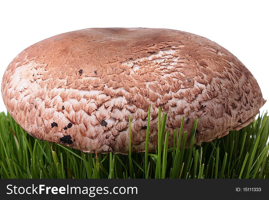 The big mushroom in focus, on a back background a grass.