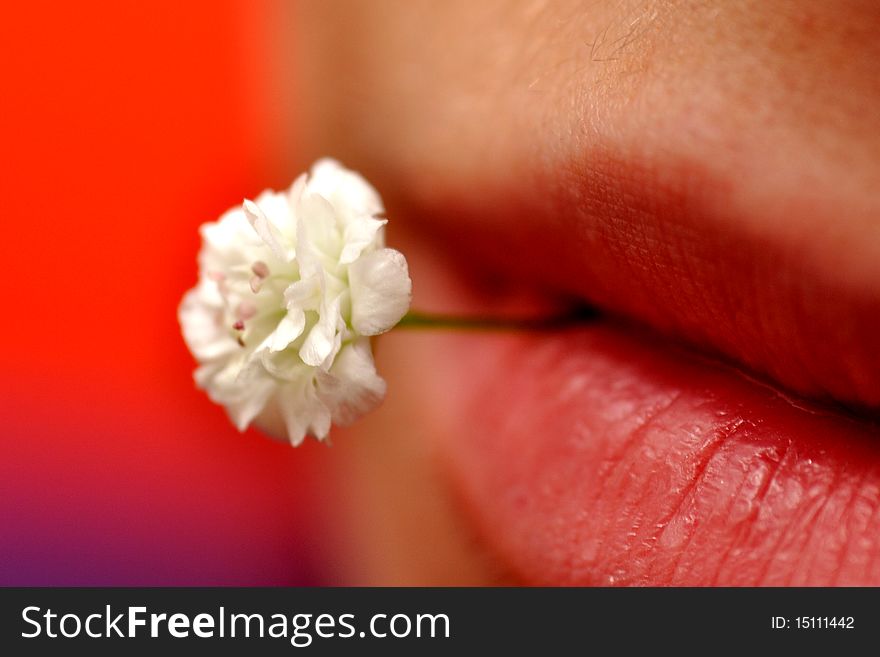 Girls lips holding small white flower - kiss of a beaty in scales of red colour. Girls lips holding small white flower - kiss of a beaty in scales of red colour