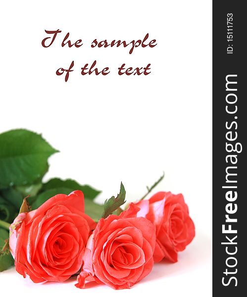 Background with roses and a place for the text