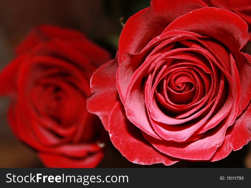 Red rose on a light background