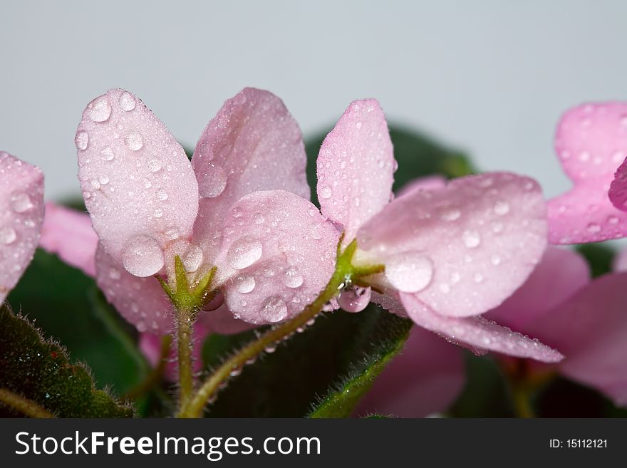 Pink african violets with drops, macro. Pink african violets with drops, macro.