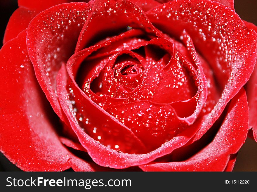Red rose on a light background with drops of water