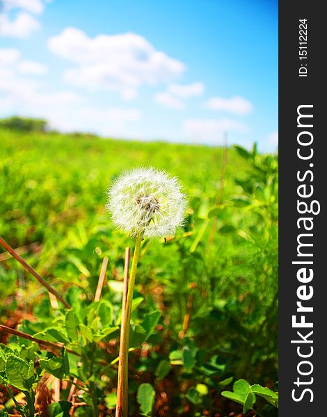 Dandelion against a green field