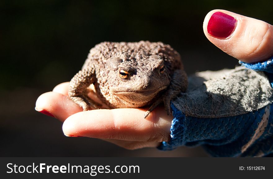 A huge brown toad sits on a young girl's hand. A huge brown toad sits on a young girl's hand.