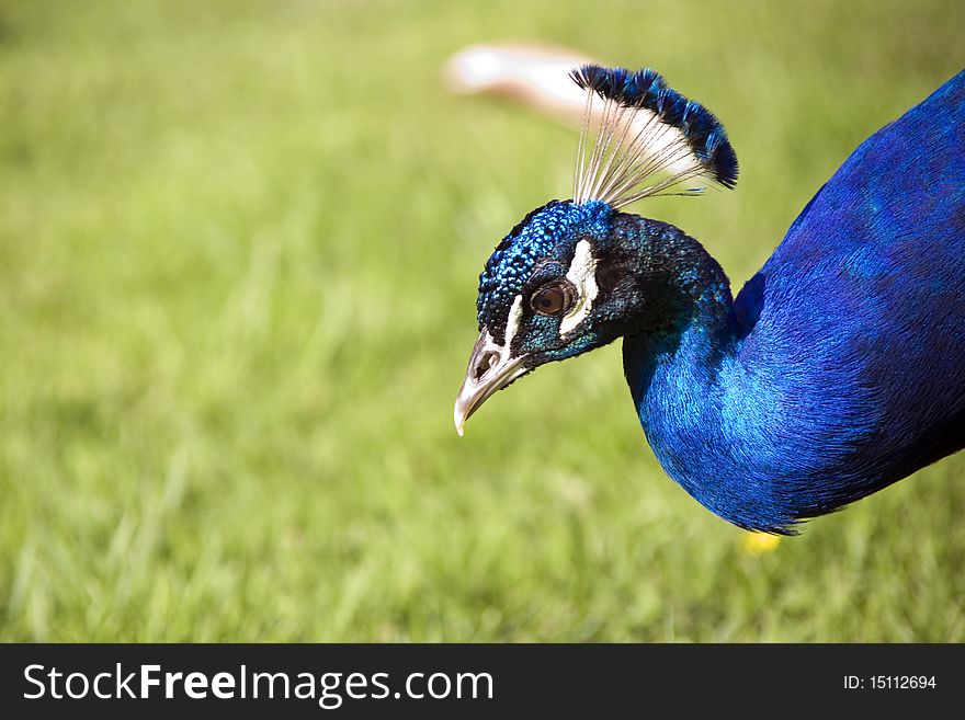 Head of peacock with blue feather. Head of peacock with blue feather