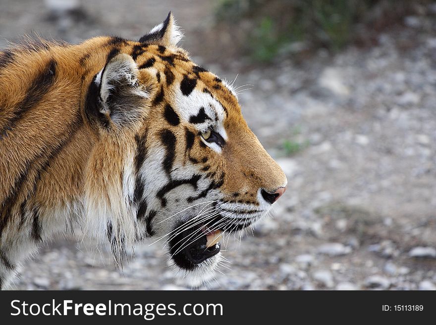 The image of tiger's head under a blorred background