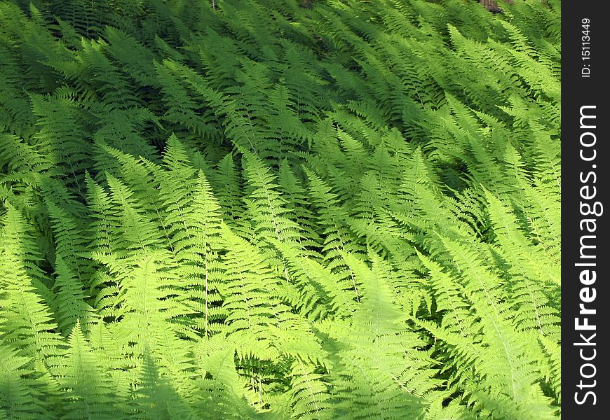 A field of ferns blowing in the wind