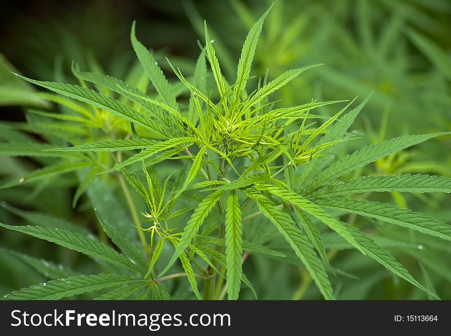 Cannabis plant for alternative medicine