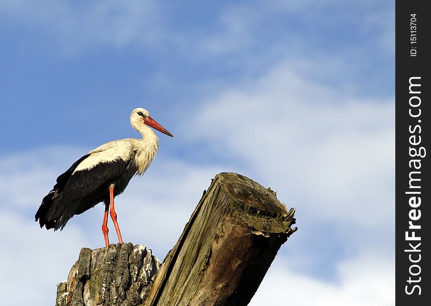 Stork standing on the trunk of the tree. Stork standing on the trunk of the tree