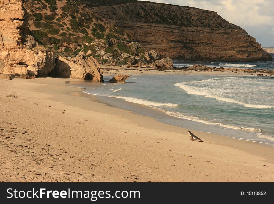 Picture of a beach with seals. Picture of a beach with seals